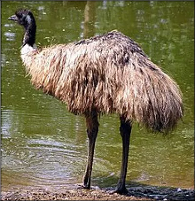 Dans l'ordre de Malte, requérir une dignité se disait...