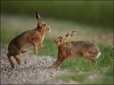 Quel mode doit-on obligatoirement employer dans cette phrase : après que le chasseur ... vu bouquiner lièvre et hase, il décide de les laisser en paix, afin que les léporidés puissent jouir parfaitement de cet instant ‽