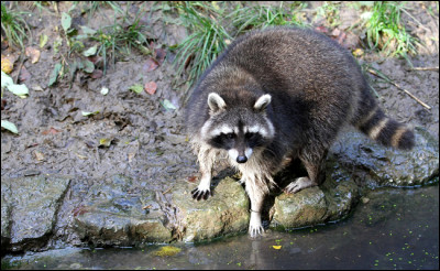 Quel est le nom de ce mammifère au masque noir ?