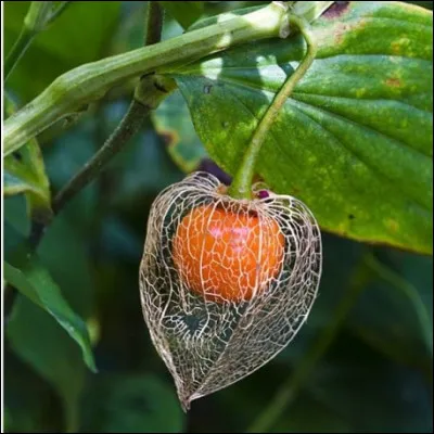 En photo : une baie jaune-orangé du physalis alkekengi (ou alkékenge) entourée d'une fine enveloppe !
Quel autre nom lui donne-t-on ?