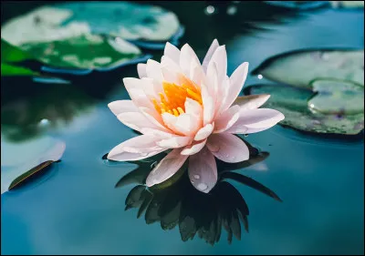 Tu as gagné ! Mais tous tes amis sont morts. Comment réagis-tu ?