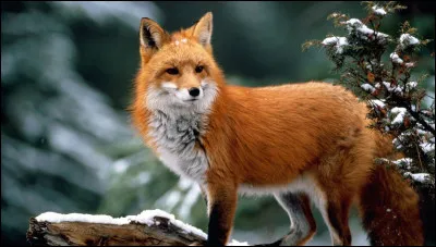 Quel est cet animal ?