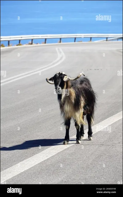 Quel est cet animal ?