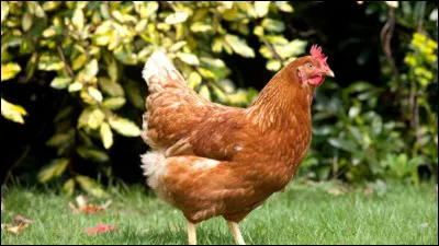 Quel est cet animal ?