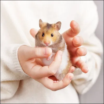 Quel est cet animal ?