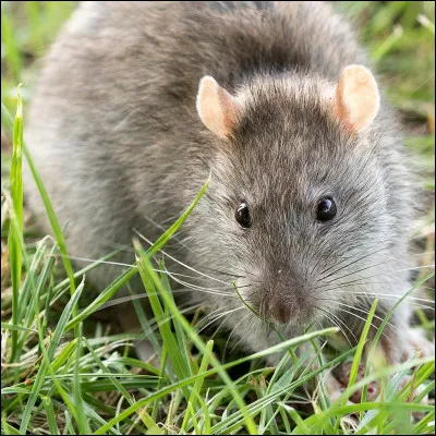 Quel est cet animal ?