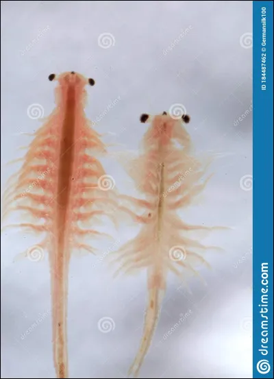 Le nom "artémia" vient de l'anglais :