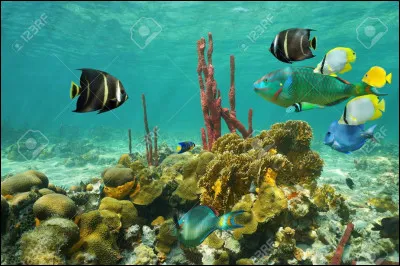 Quelles principales espèces d'amphibiens et de poissons mangent les artemias ?