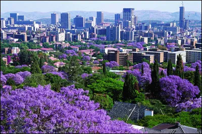 Quelle est cette ville en P, capitale administrative de l'Afrique du Sud, surnommée la "ville des jacarandas" ?