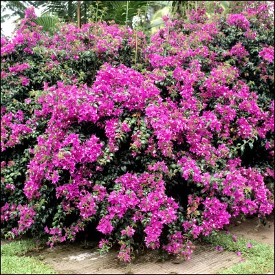 Quel est le nom de cette plante souvent rose, violette ou encore blanche ?