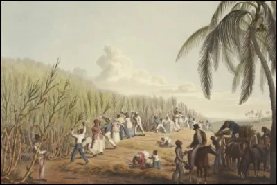 En plus d'avoir été soumis au travail forcé, les Amérindiens étaient décimés par des maladies et des mauvais traitements, c'est ainsi que leur population a diminué. Par qui sont-ils alors remplacés ?