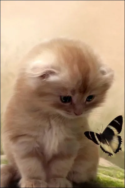 Quel a été ton résultat précédent ? (2)