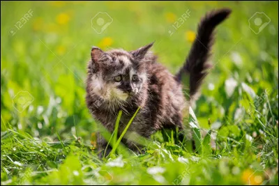 Quelle est ta matière préférée ?