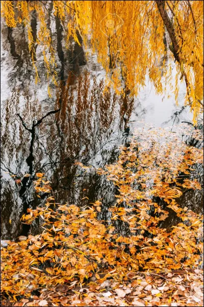 Comment vient la magie ? Comment l'obtient-on ?