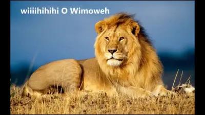 Dans le titre de quel chanteur peut-on entendre les paroles "Dans la jungle, la terrible jungle" ?