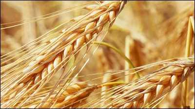 Phonétiquement que convient-il d'ajouter à ''or-'' pour en faire une céréale ?