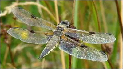 Les demoiselles sont des insectes apparentés aux libellules. Qu'est-ce qui les distingue principalement des libellules ?