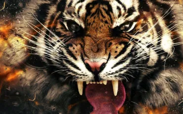 Quiz Animaux