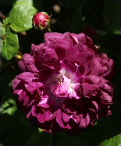 Cette rose porte le même nom qu'un ancien principal ministre d'État de France. Elle se nomme...