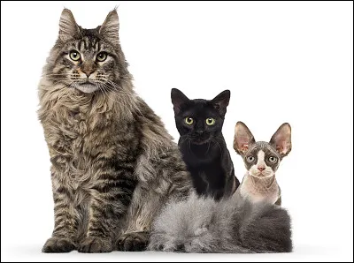 Qui possède beaucoup de chats ?