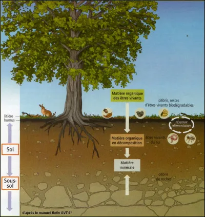 SVT : quel est le nom des deux os qui forment le squelette de l'avant-bras ?