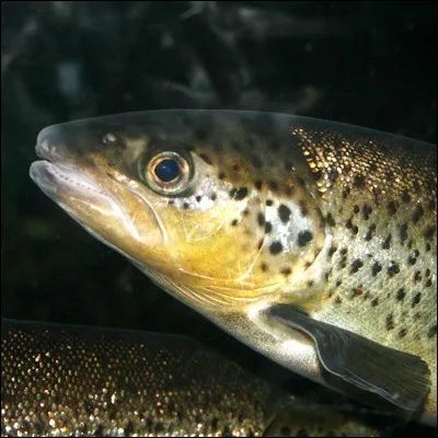 À quel compositeur doit-on le quintette en la majeur "La Truite" ?