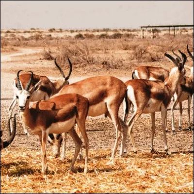 Quelle comédienne et humoriste, ancienne chroniqueuse de "Faites entrer linvité", a coécrit la comédie romantique "Les Gazelles" ?