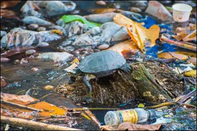 En moyenne, combien dufs a-t-elle par ponte ?