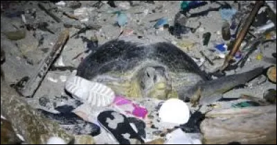 À quel âge les tortues de Kemp sont-elles capable de se reproduire ?