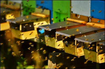 Vous qui êtes des internautes hyper-branchés (la preuve, puisque vous butinez sur QB !), vous connaissez sûrement « l'apitourisme », non ?