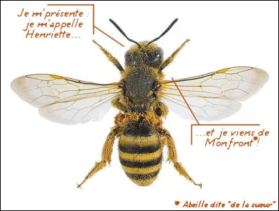 Une abeille ne sort jamais de la ruche sans... (Complétez !)