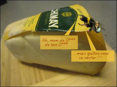 Happy-culture > Nos valeureux voisins d'outre-Camembert - à savoir, les Belges - élèvent tout à fait autre chose que des fûts de bière, en particulier une variété dite ... (Complétez !)