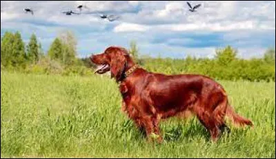 Quel est ce chien irlandais ?