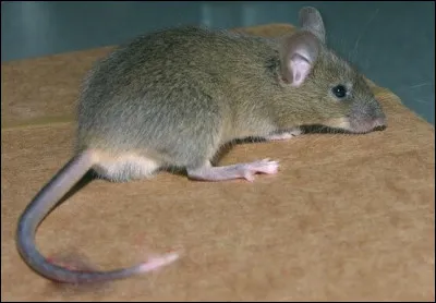 Qui chante ces paroles : "Tu me mets tout sur le dos / Ne suis je donc, Roméo / Qu'une souris de labo / Et je devrais baisser les bras / Contre les scélérats" ?