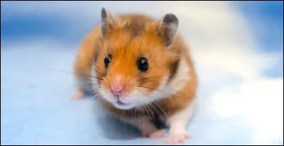 Qui est l'interprète de ces paroles : "Il est pas encore huit heures / Il a le cur qui palpite / Il émerge, tout en sueur / Il se demande où il habite" ?