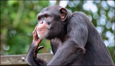 Comment s'appelle la personne qui chante ce texte : "Et si / Je perds la raison / Il y a de ça / Moi je paroxysme" ?