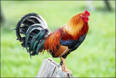 ... est l'artiste qui chante cette chanson : "Il est temps de venir à bout / De cette fable ridicule / De cette crête à testicules / Qui chante l'aurore à minuit".