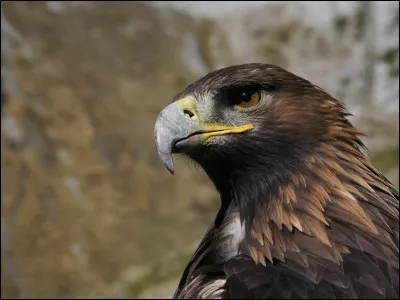 ... est l'artiste qui chante cette chanson : "Comme avant, dans mes rêves d'enfant / Comme avant, sur un nuage blanc / Comme avant, allumer le soleil / Être faiseur de pluie / Et faire des merveilles".