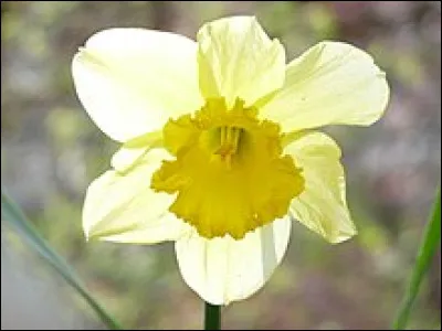 Quel mois de l'année se déroule la fête de la jonquille à Gérardmer (Vosges) ?