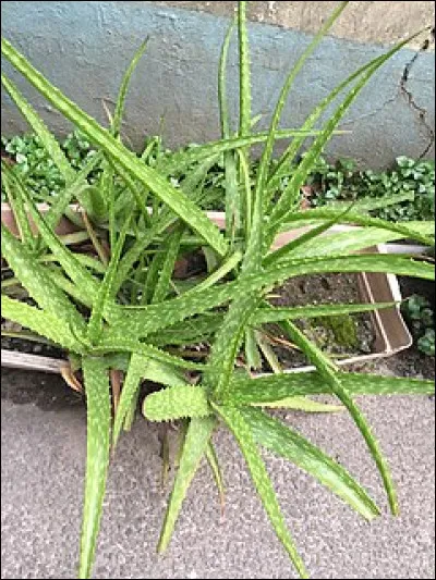 De quelle plante s'agit-il ?