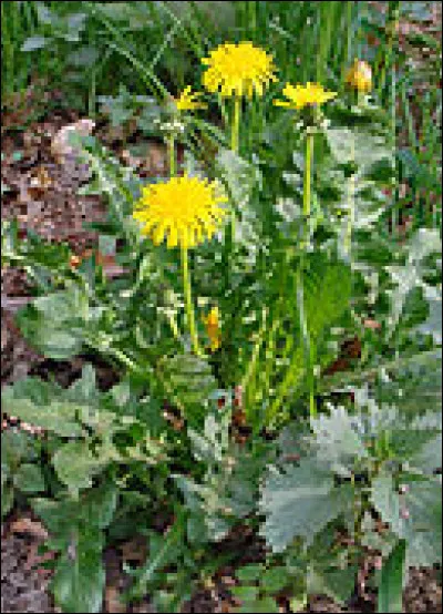Cette plante est très connue mais quel est son nom ?
