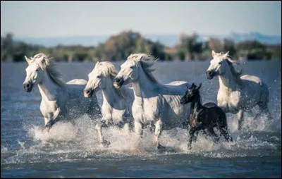 Quelles plantes peut-on utiliser avant un concours ou un transport pour apaiser un cheval stressé ?