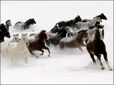 Quelle plante apaise et a des propriétés antispasmodiques ?