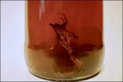 Une boisson un peu spéciale, qui a également des vertus médicinales.