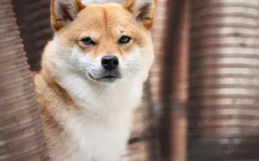 Quiz Animaux