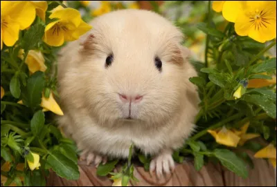 Veux-tu des animaux dans ton jardin ?