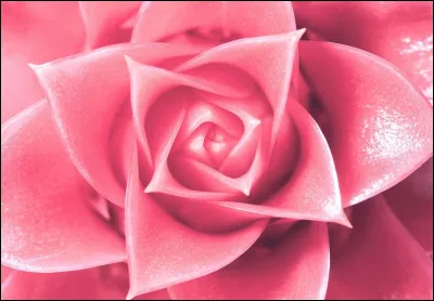 Comment dit-on le rose ?