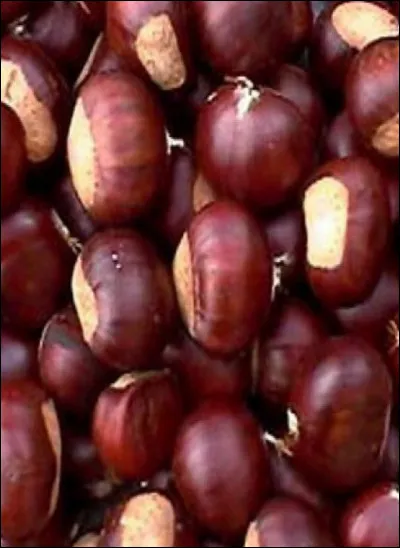 Comment dit-on le marron ?