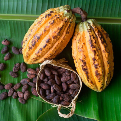 Quelle firme a demandé à un condamné à mort en 1910 de crier sur l'échafaud : "Buvez le cacao ..... !" afin de faire sa publicité en accord avec le condamné, car la firme a affirmé assurer sa famille en échange ?