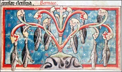 Il a existé au Moyen Âge de nombreuses théories sur la naissance des oies bernaches, avant de comprendre que les oies migraient au Groenland pour se reproduire. 
Parmi ces théories de leur naissance, laquelle n'en est pas une ?